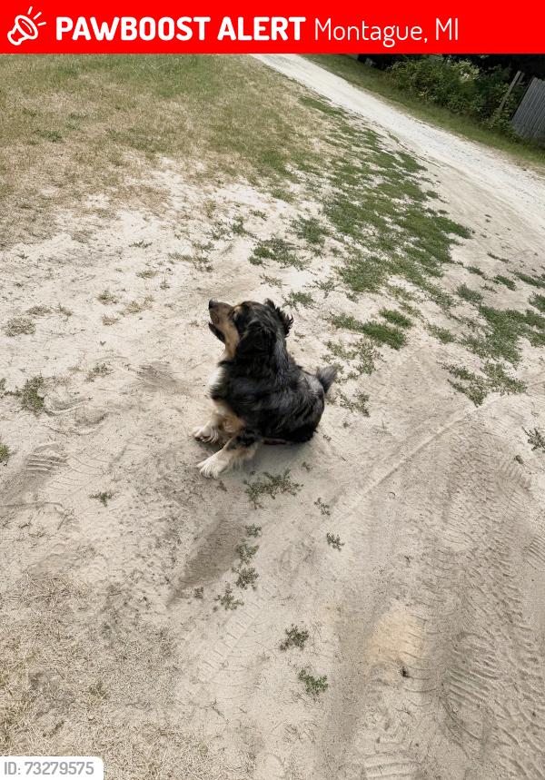 Lost Male Dog last seen Twisters, Montague, MI 49461