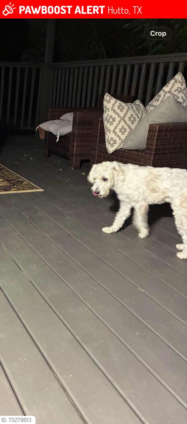 Lost Male Dog last seen Yapoun Dr, raintree dr hutto tx 78634, Hutto, TX 78634