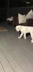 Lost Male Dog last seen Yapoun Dr, raintree dr hutto tx 78634, Hutto, TX 78634
