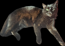 Lost Female Cat last seen Cottage & Olympic. Near Tice Valley Blvd and Boulevard, Walnut Creek, CA 94595