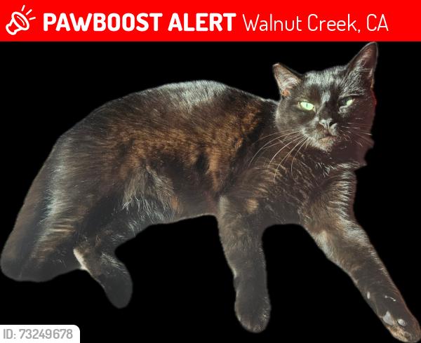 Lost Female Cat last seen Cottage & Olympic. Near Tice Valley Blvd and Boulevard, Walnut Creek, CA 94595