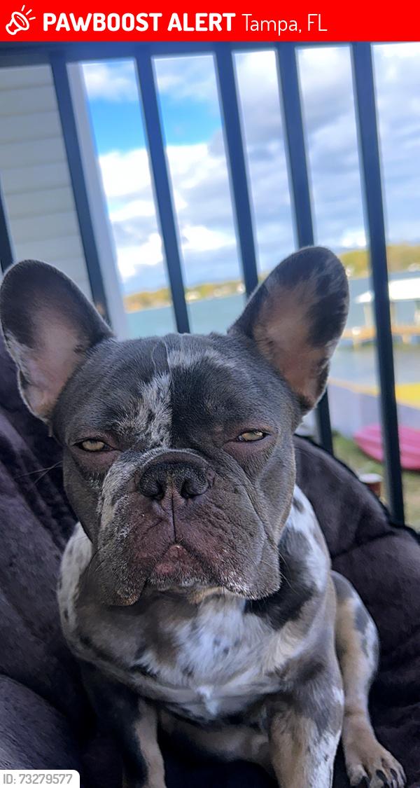 Lost Male Dog last seen E Hanna ave 33610, Tampa, FL 33610