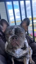 Lost Male Dog last seen E Hanna ave 33610, Tampa, FL 33610