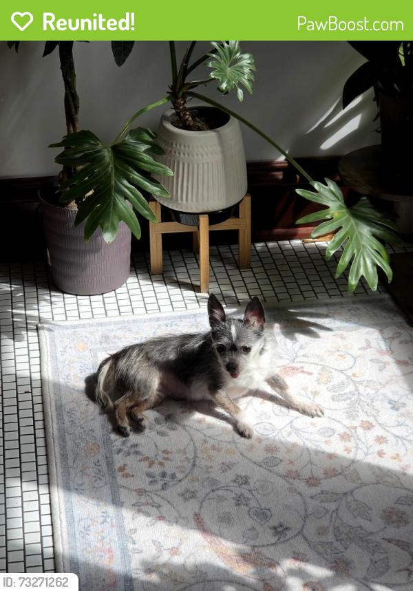 Reunited Female Dog last seen Alley, Cicero, IL 60804