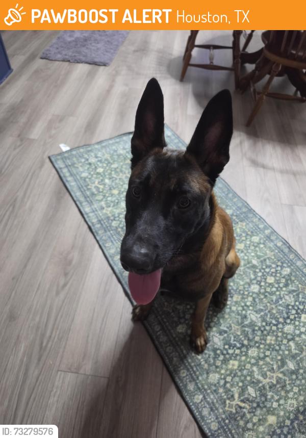 Found/Stray Male Dog last seen Woodland Lakes neighborhood, Houston, TX 77336