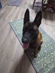 Found/Stray Male Dog last seen Woodland Lakes neighborhood, Houston, TX 77336