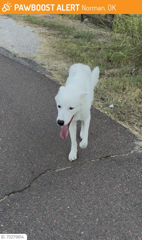 Found/Stray Male Dog last seen 84th and Tecumseh, Norman, OK 73026