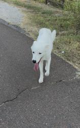 Found/Stray Male Dog last seen 84th and Tecumseh, Norman, OK 73026