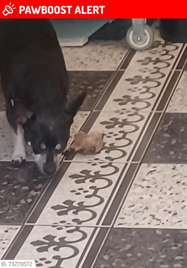 Lost Female Dog last seen Prince regent Lane E16, Greater London, England 