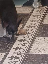 Lost Female Dog last seen Prince regent Lane E16, Greater London, England 