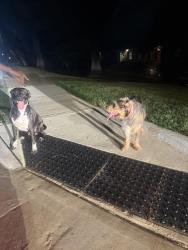 Found/Stray Unknown Dog last seen Pate street, Apex, NC 27502