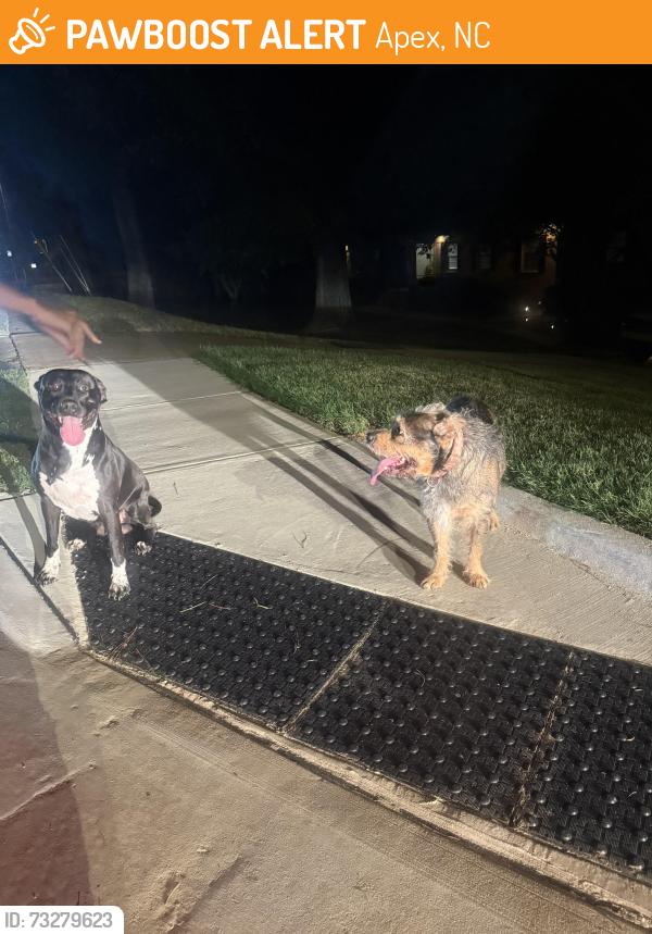 Found/Stray Unknown Dog last seen Pate street, Apex, NC 27502