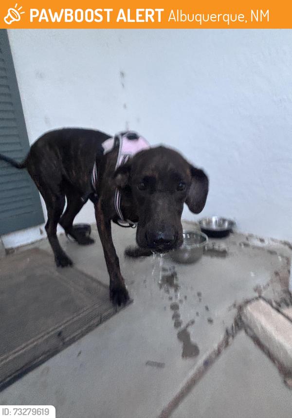Found/Stray Female Dog last seen Paradise/unser, Albuquerque, NM 87114