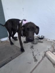 Found/Stray Female Dog last seen Paradise/unser, Albuquerque, NM 87114