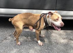 Found/Stray Female Dog last seen Gary Animal Control, Gary, IN 46402