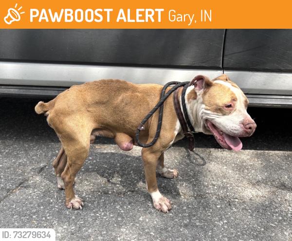 Found/Stray Female Dog last seen Gary Animal Control, Gary, IN 46402