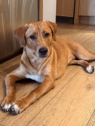 Found/Stray Female Dog last seen Runyon Canyon Park, Los Angeles, CA 90046