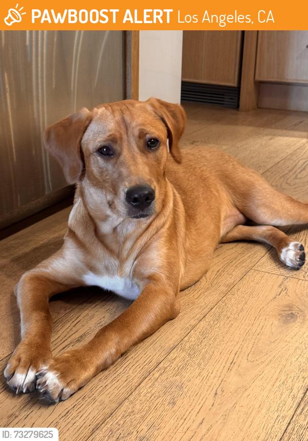 Found/Stray Female Dog last seen Runyon Canyon Park, Los Angeles, CA 90046