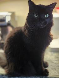 Reunited Male Cat last seen Morgan Parkway, Thanksgiving Fire Road, Zebulon, NC 27597
