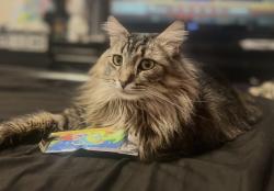 Lost Male Cat last seen mason creek neighborhood, Caldwell, ID 83687