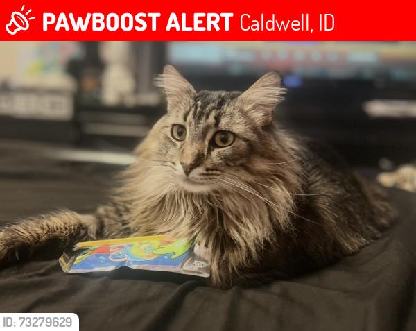Lost Male Cat last seen mason creek neighborhood, Caldwell, ID 83687