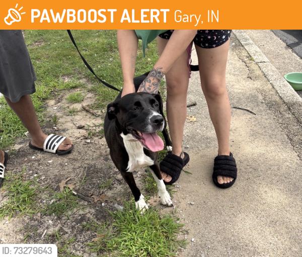 Found/Stray Female Dog last seen Gary Animal Control, Gary, IN 46402