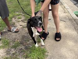Found/Stray Female Dog last seen Gary Animal Control, Gary, IN 46402
