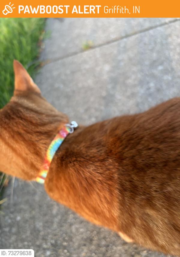 Found/Stray Unknown Cat last seen Pine & Oriole - Griffith, Griffith, IN 46319
