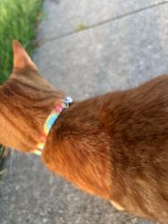 Found/Stray Unknown Cat last seen Pine & Oriole - Griffith, Griffith, IN 46319