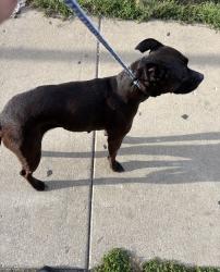 Found/Stray Unknown Dog last seen Gary Animal Control, Gary, IN 46402