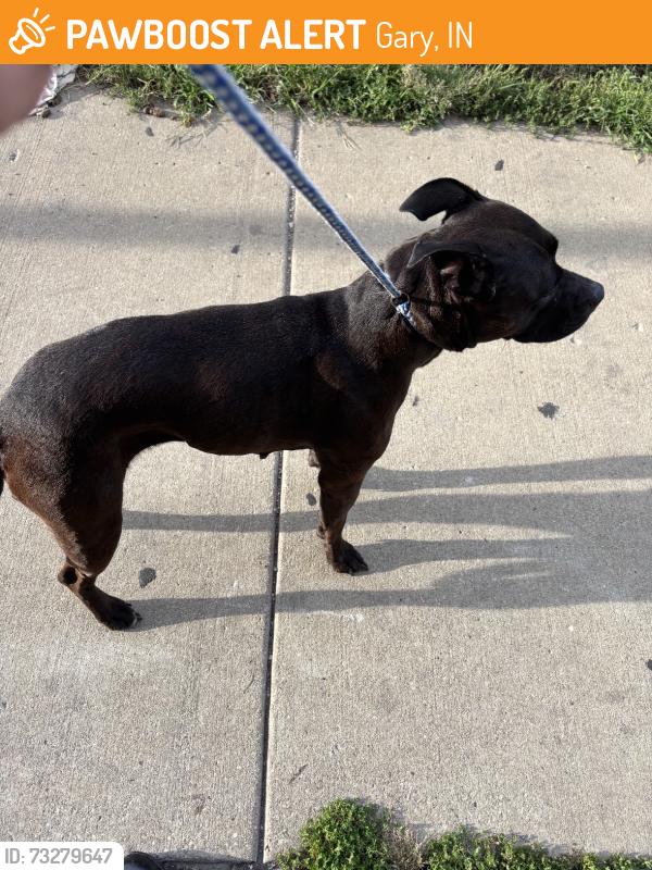 Found/Stray Unknown Dog last seen Gary Animal Control, Gary, IN 46402