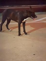 Found/Stray Female Dog last seen Saltgrass steak hse, Houston, TX 77429