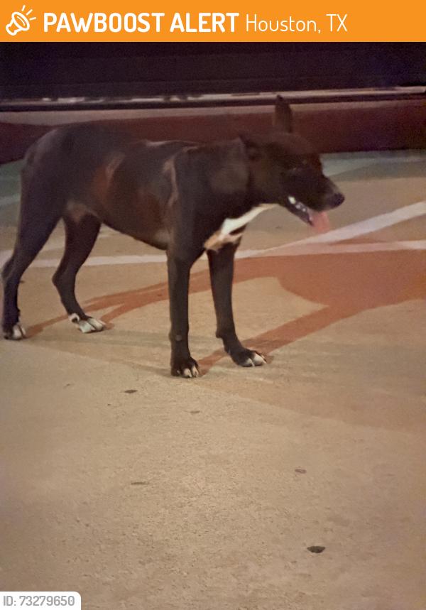 Found/Stray Female Dog last seen Saltgrass steak hse, Houston, TX 77429