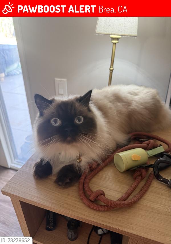 Lost Male Cat last seen Esteli park, Brea, CA 90631