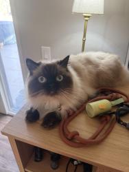 Lost Male Cat last seen Esteli park, Brea, CA 90631