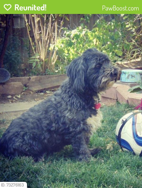 Reunited Female Dog last seen Near Depew st. Wheat Ridge Co 80214, Wheat Ridge, CO 80214