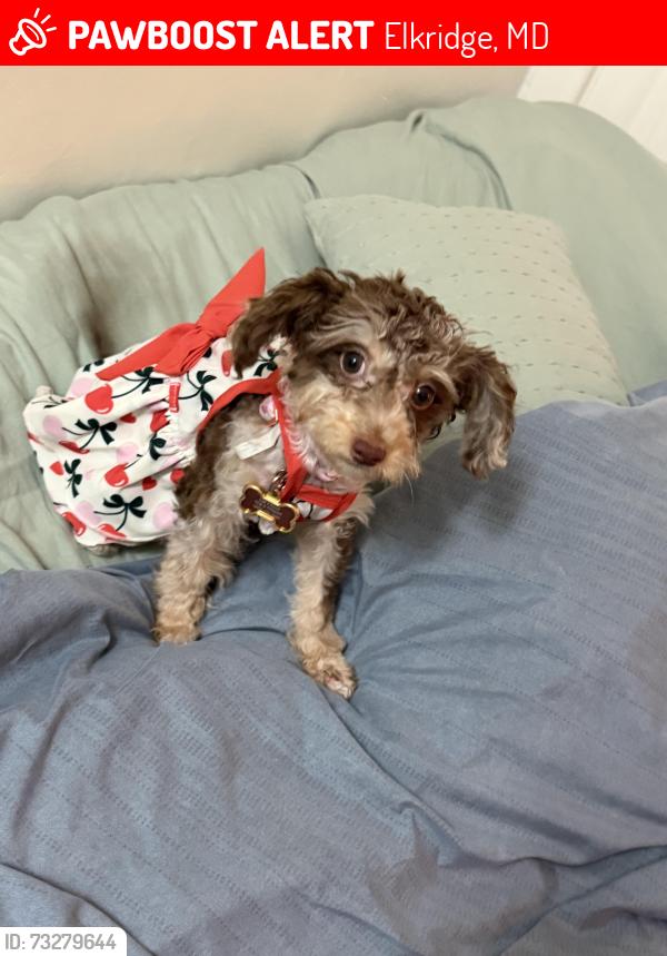 Lost Female Dog last seen Best western hotel in elkridge, Elkridge, MD 21075