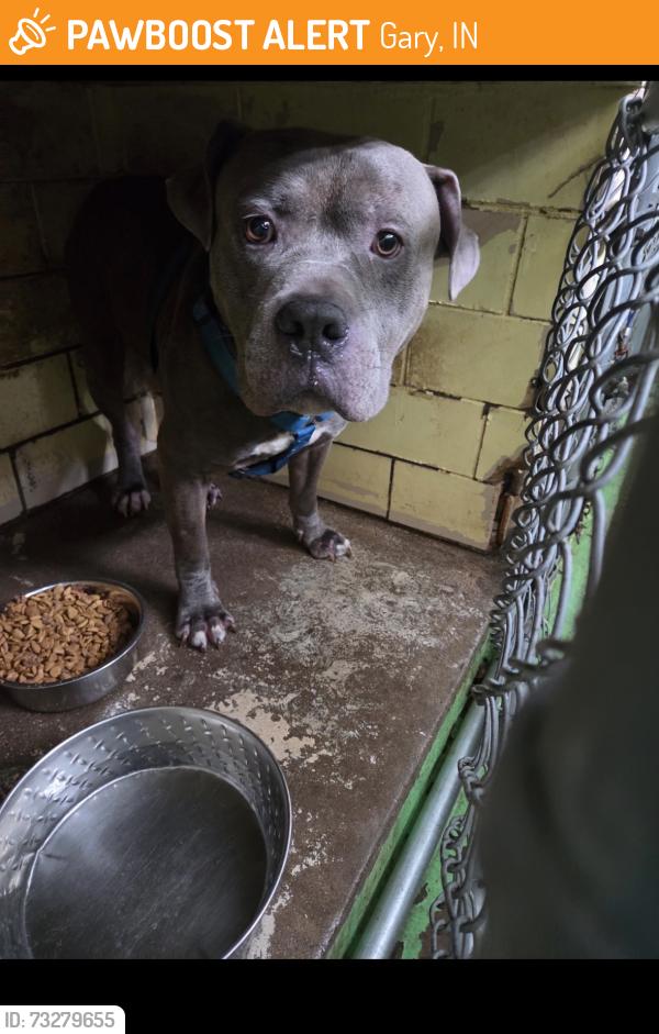 Found/Stray Unknown Dog last seen Gary Animal Control, Gary, IN 46402