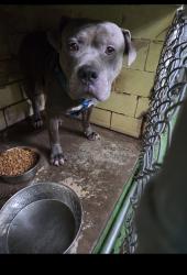 Found/Stray Unknown Dog last seen Gary Animal Control, Gary, IN 46402