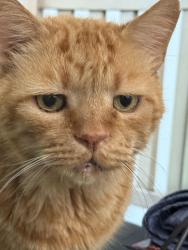 Lost Male Cat last seen cambridge neighborhood, Johns Creek, GA 30005