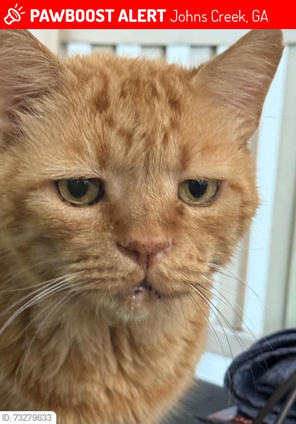 Lost Male Cat last seen cambridge neighborhood, Johns Creek, GA 30005