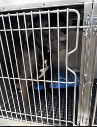 Found/Stray Unknown Dog last seen Gary Animal Control, Gary, IN 46402