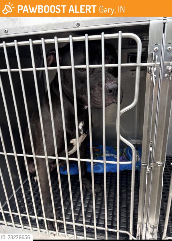 Found/Stray Unknown Dog last seen Gary Animal Control, Gary, IN 46402