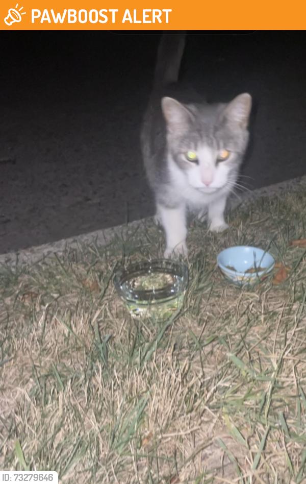 Found/Stray Unknown Cat last seen Annapolis Street, Dearborn Heights, MI 48125