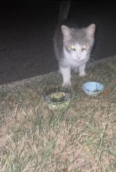 Found/Stray Unknown Cat last seen Annapolis Street, Dearborn Heights, MI 48125