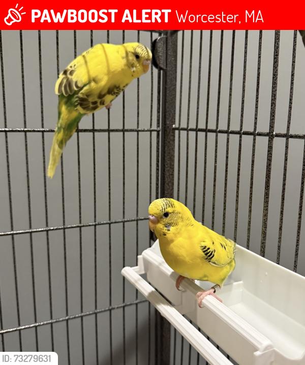 Lost Unknown Bird last seen Quinsigamond lake, Worcester, MA 01605