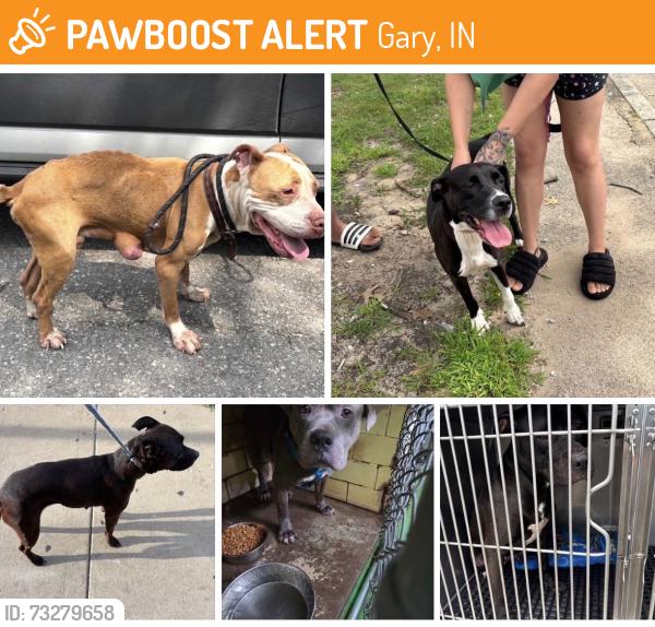 Found/Stray Unknown Dog last seen Gary Animal Control, Gary, IN 46402