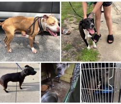 Found/Stray Unknown Dog last seen Gary Animal Control, Gary, IN 46402