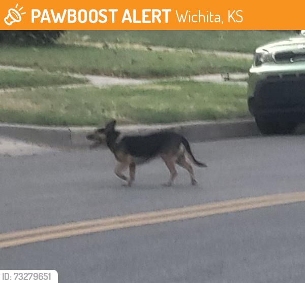 Found/Stray Unknown Dog last seen Murdock and Faulkner in Riverside neighborhood, Wichita, KS 67203