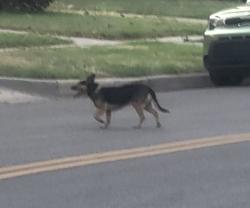 Found/Stray Unknown Dog last seen Murdock and Faulkner in Riverside neighborhood, Wichita, KS 67203